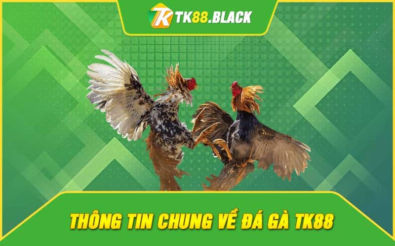 Thông tin chung về đá gà TK88 